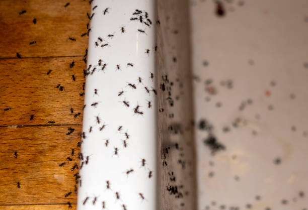 Best Affordable Pest Control Services  in Paris, TX